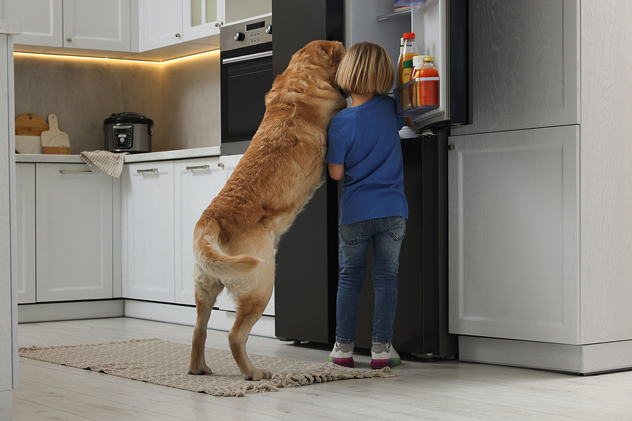 Boy and dog looking in fridge