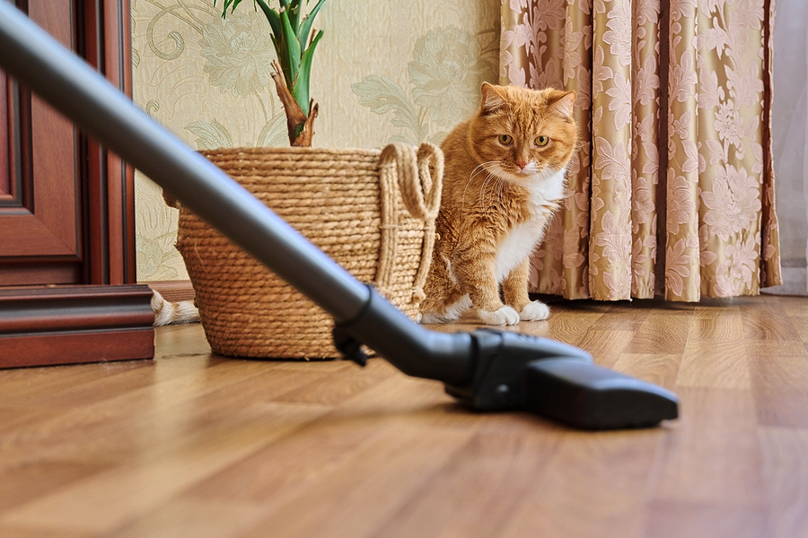 Vacuum cleaner cat