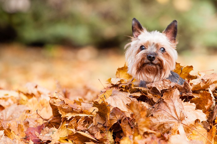 yorkshire terrier autumn
